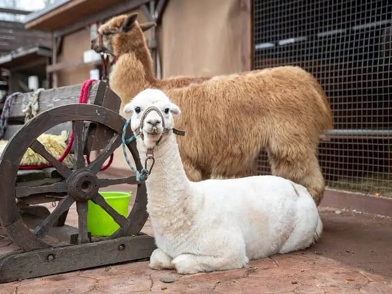 Park ze zwierzętami na Śląsku: alpaki, mini zoo i atrakcje dla całej rodziny