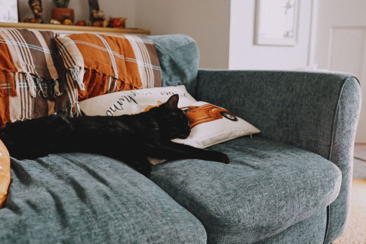 Wygodna sofa z funkcją spania codziennego – na jaki system rozkładania, stelaż oraz rodzaj sprężyn zwrócić uwagę przed jej zakupem?